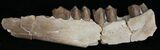 Oligocene Camel (Poebrotherium) Jaw Section #10605-1